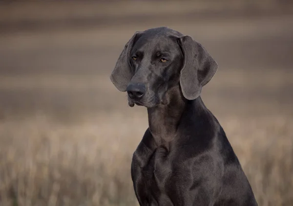 Cins Köpek Weimar Işaretçi Portre — Stok fotoğraf