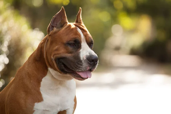 Köpek Doğurmak Amerikan Staffordshire Terrier Yürüyüş — Stok fotoğraf