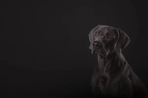 Köpek Weimar Işaretçi Gri Arka Plan Üzerinde Doğurmak — Stok fotoğraf