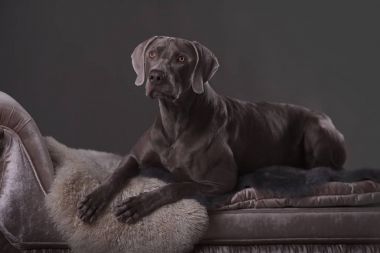köpek Weimar tanıtıcısında konumu bir gri arka koltukta yalan doğurmak