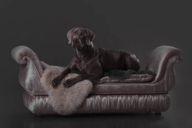 köpek Weimar tanıtıcısında konumu bir gri arka koltukta yalan doğurmak