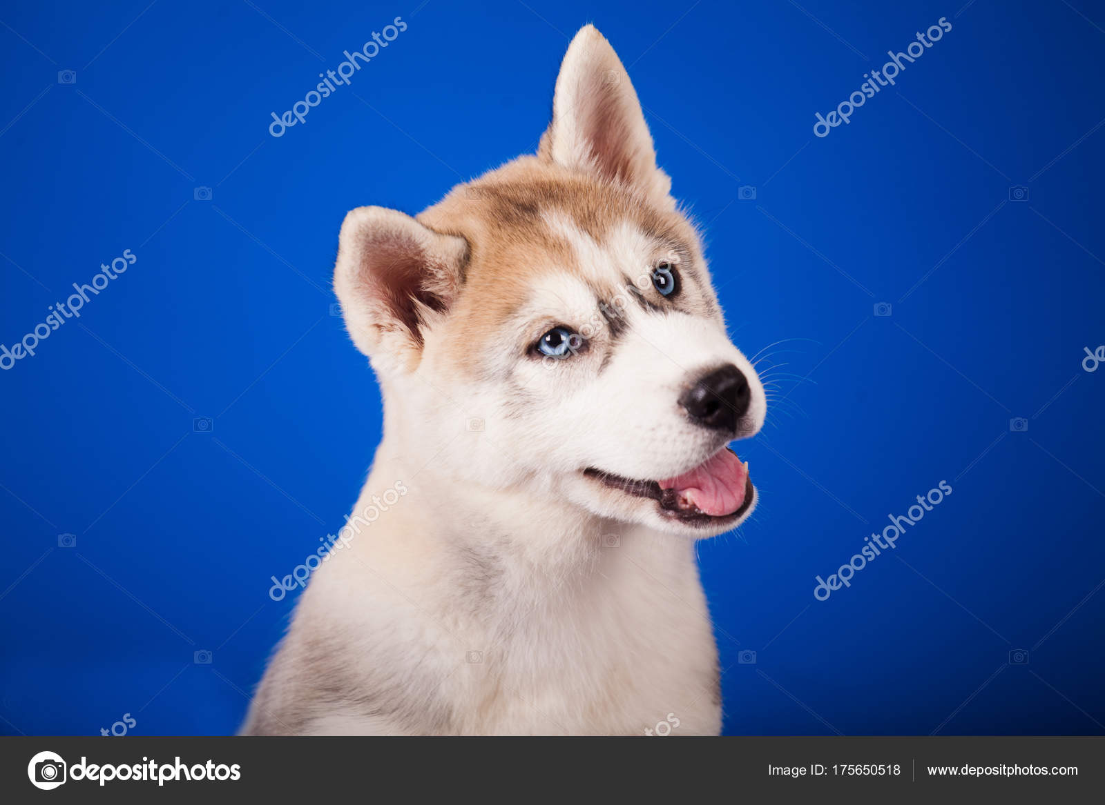 Aux Yeux Bleus Chien Race Husky Sibérien Sur Fond Bleu