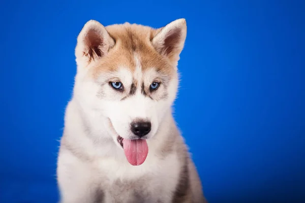 Raça Cão Olhos Azuis Siberian Husky Fundo Azul — Fotografia de Stock