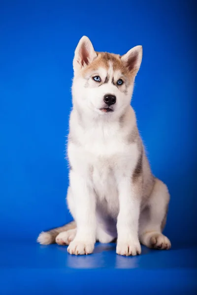 Kék Szemű Kutyafajta Szibériai Husky Kék Háttér — Stock Fotó