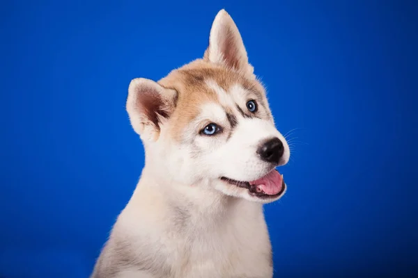 Mavi Gözlü Köpek Doğurmak Sibirya Husky Mavi Zemin Üzerine — Stok fotoğraf
