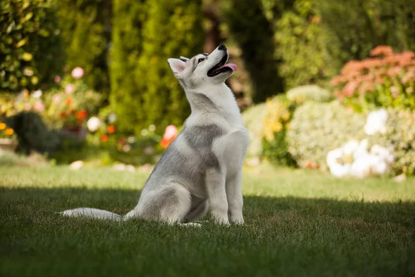 Two Puppy Breed Siberian Husky Walk Play — Stock Photo, Image