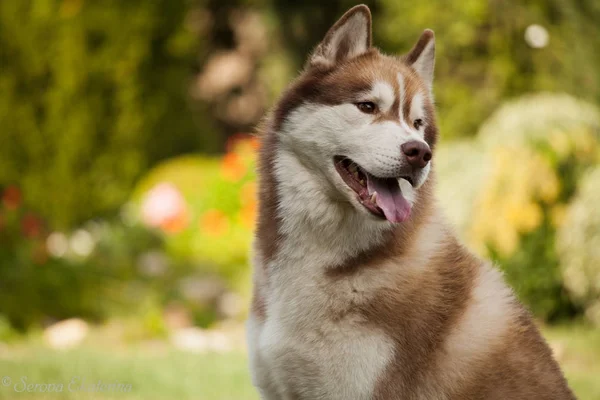 Собака Породы Сибирский Хаски Прогулки — стоковое фото