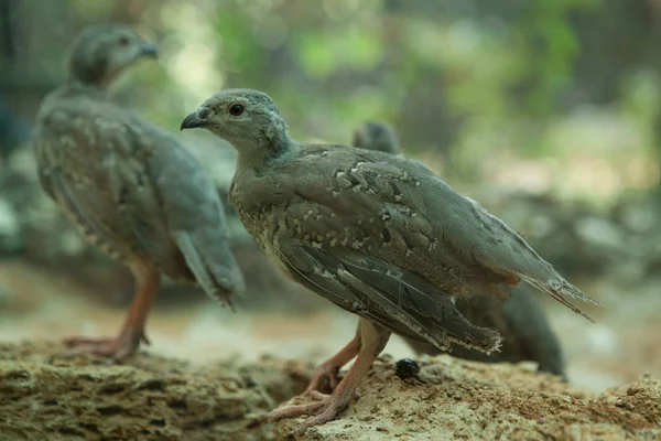 Chukar Tetřívků Horské Ptáci Přírodě — Stock fotografie