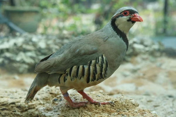 Păsări Munte Grouse Chukar Sălbăticie — Fotografie, imagine de stoc