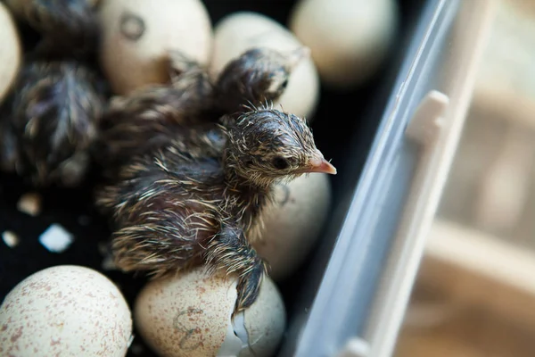 Recém Eclodido Filhotes Chukar Montanha Codorna Incubadora — Fotografia de Stock