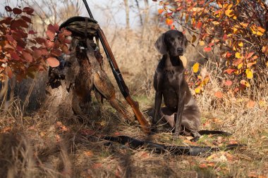 av köpeği Weimar işaretçi av kuşu