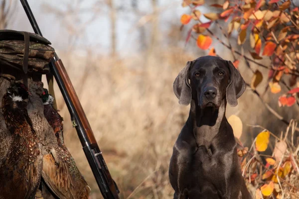 Chien de chasse Pointeur Weimar oiseau de chasse — Photo