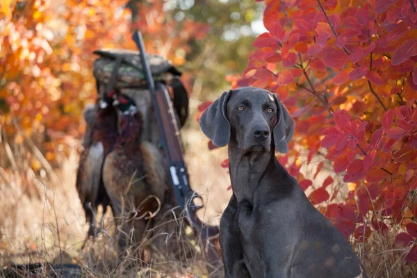 hunting dog Weimar pointer hunting bird