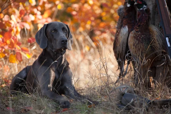 Chien de chasse Pointeur Weimar oiseau de chasse — Photo