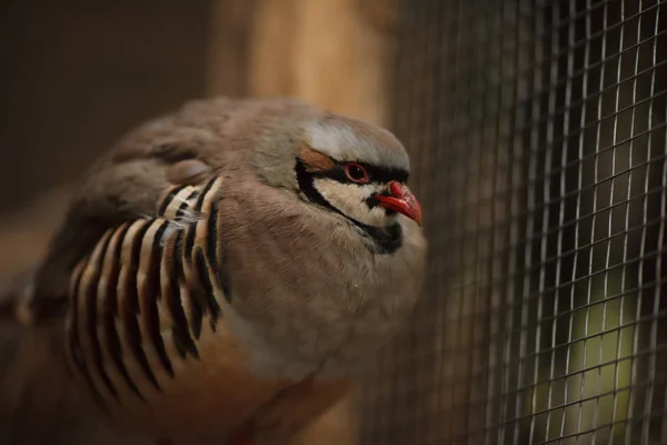 Porträt eines schönen Vogel Chukar Rebhuhn Bauernhof Rebhuhn — Stockfoto