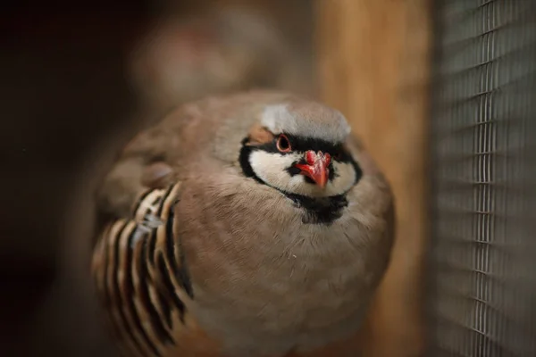 Porträt eines schönen Vogel Chukar Rebhuhn Bauernhof Rebhuhn — Stockfoto