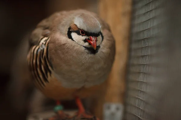 Porträt eines schönen Vogel Chukar Rebhuhn Bauernhof Rebhuhn — Stockfoto