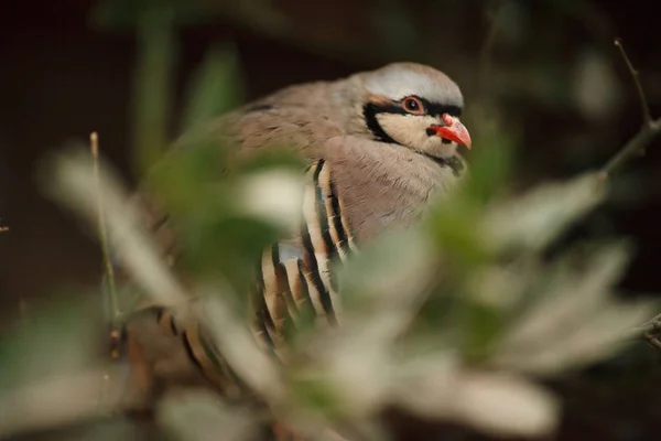 Retrato de un hermoso pájaro chukar en la naturaleza —  Fotos de Stock