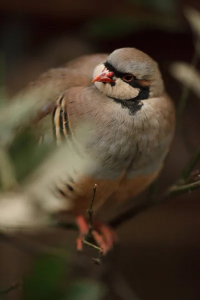 Retrato de un hermoso pájaro chukar en la naturaleza —  Fotos de Stock