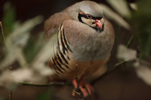 Portrait d'un magnifique chukar d'oiseau dans la nature — Photo