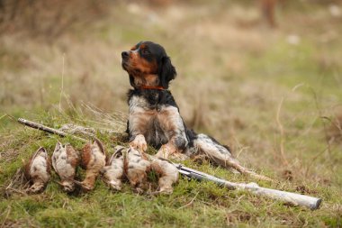 avcılık köpek epagnol Breton için kuş AVI