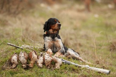 hunting dog epagnol Breton on the hunt for bird clipart