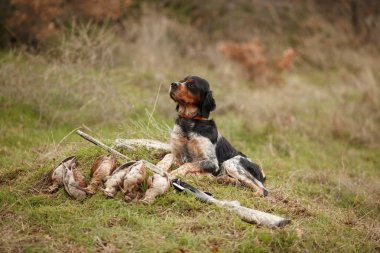 avcılık köpek epagnol Breton için kuş AVI