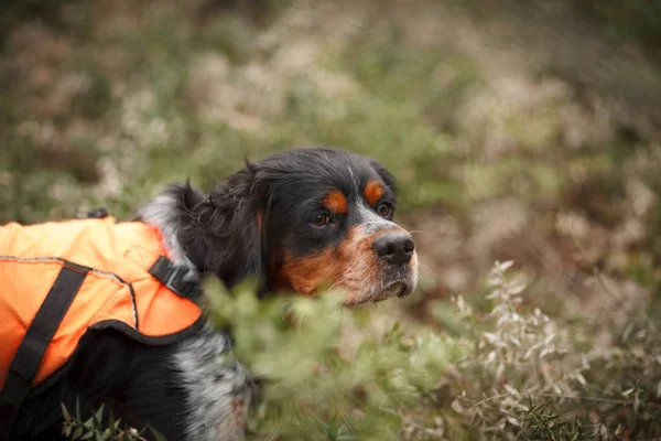 Lovecký pes epagnol Breton na lovu ptáků — Stock fotografie