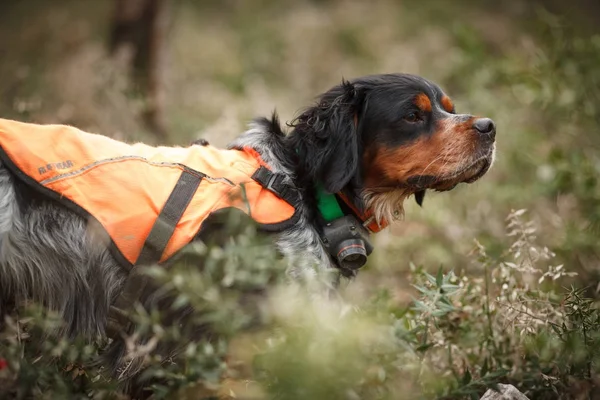 Hunting dog epagnol Breton on the hunt for bird — Stock Photo, Image