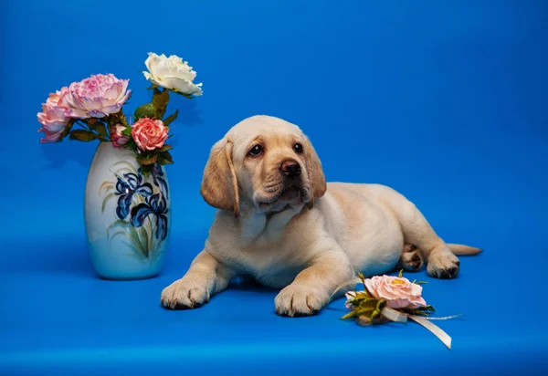 Şirin köpek yavrusu Labrador Retriever Studio mavi bir arka plan üzerinde beyaz — Stok fotoğraf