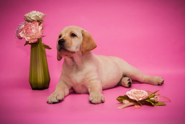 Köpek yavrusu Labrador Retriever beyaz pembe bir arka plan stüdyo — Stok fotoğraf