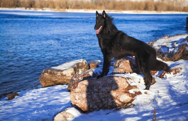 Belgische herder voor een rivier in de winter — Stockfoto