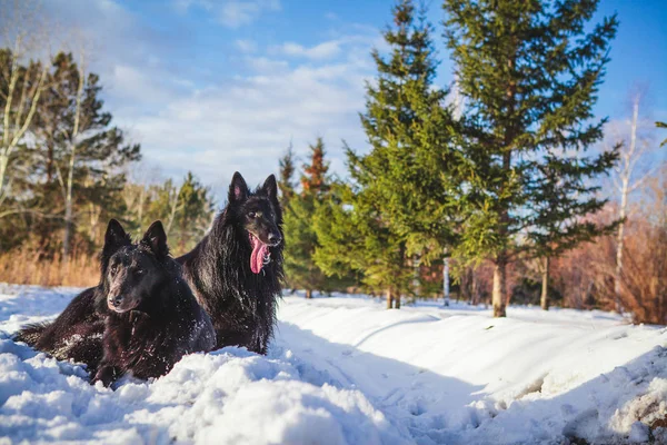 Belgische herder in het besneeuwde bos in de winter — Stockfoto