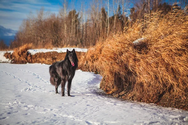 Belgian shepherd dog in snowy forest in winter — Stock Photo, Image