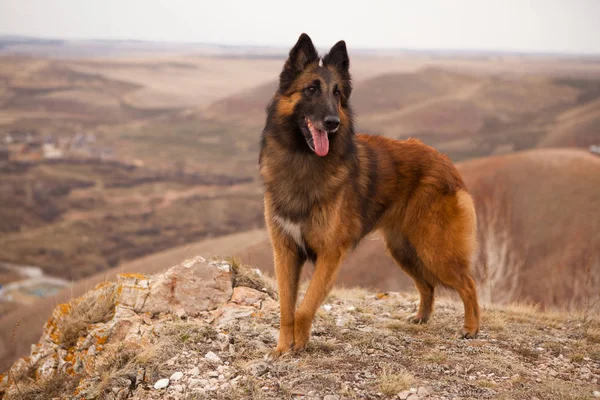 Gyönyörű kutya fajta belga juhászkutya Tervuren portré a séta — Stock Fotó