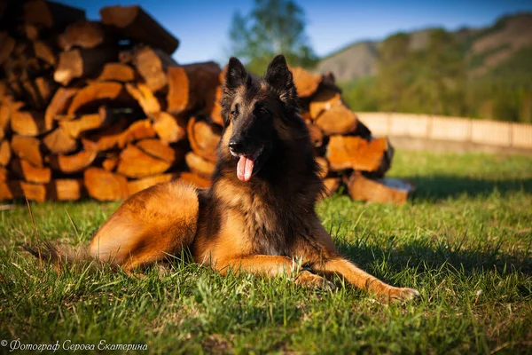 Gyönyörű kutya fajta belga juhászkutya Tervuren portré a séta — Stock Fotó