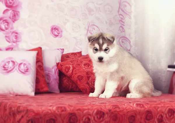 Cachorros pequeños, husky siberiano en el estudio, tarjeta de felicitación para el día de San Valentín — Foto de Stock