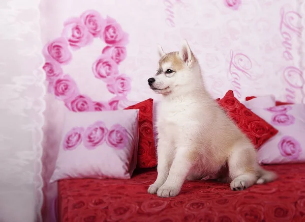 Cachorros pequeños, husky siberiano en el estudio, tarjeta de felicitación para el día de San Valentín — Foto de Stock