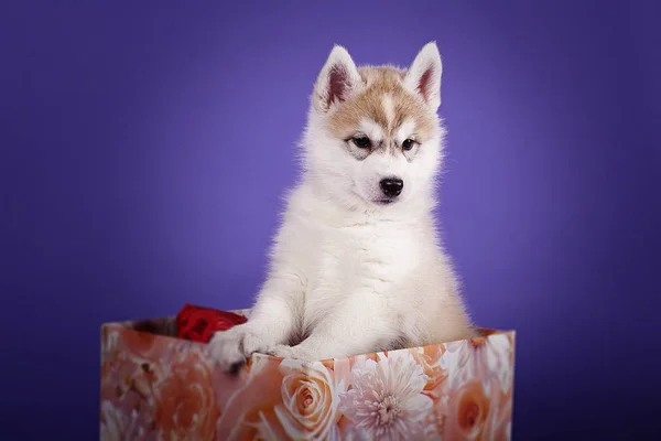 Подарок Сибирский хаски щенок в коробке на синем фоне Студия — стоковое фото