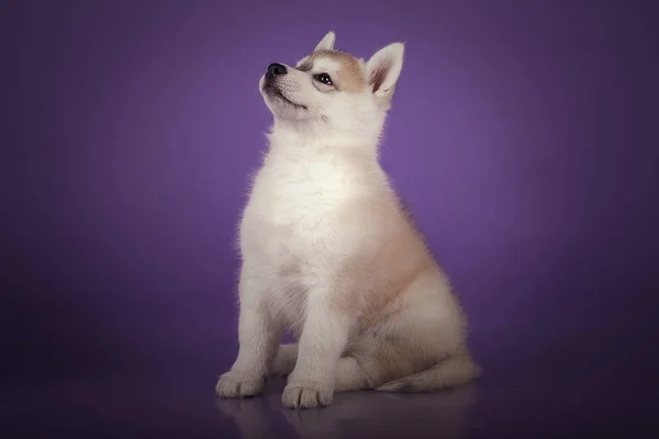 Bonito filhote de cachorro siberiano husky no estúdio no fundo azul — Fotografia de Stock