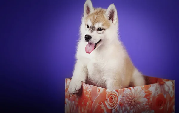 Presente Siberian husky filhote de cachorro em uma caixa em um fundo azul — Fotografia de Stock