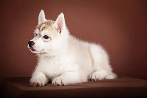 El cachorro Siberiano husky sobre un fondo marrón Estudio — Foto de Stock