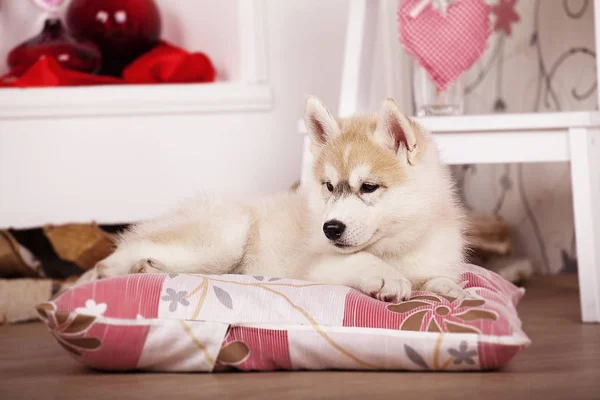 Cachorro husky siberiano en Estudio con corazones San Valentín — Foto de Stock