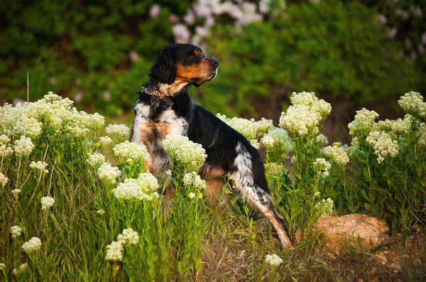 Race de chien Espagnol breton dans la nature en fleurs — Photo