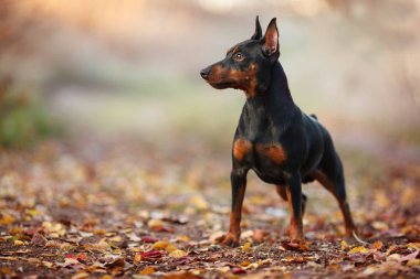 şirin minyatür Pinscher portre niteliğine