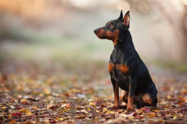 şirin minyatür Pinscher portre niteliğine