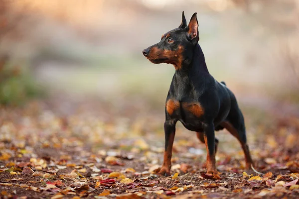 cute miniature Pinscher on the nature of the portrait