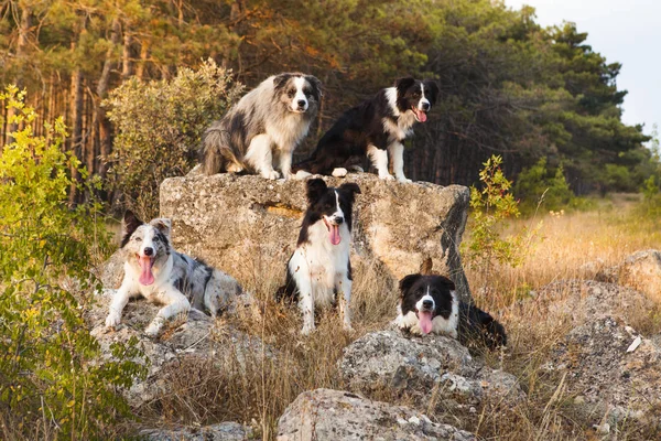 Um monte de cães fronteira collie em um passeio na floresta retrato — Fotografia de Stock