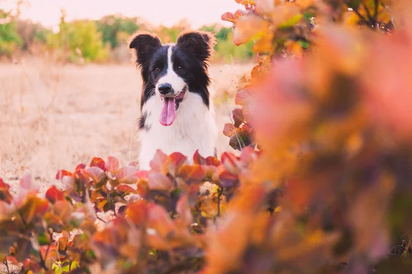 Border collie na spacerze w lesie jesienią — Zdjęcie stockowe