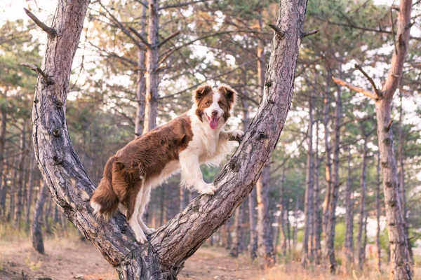 边境牧羊犬在森林里爬树 — 图库照片